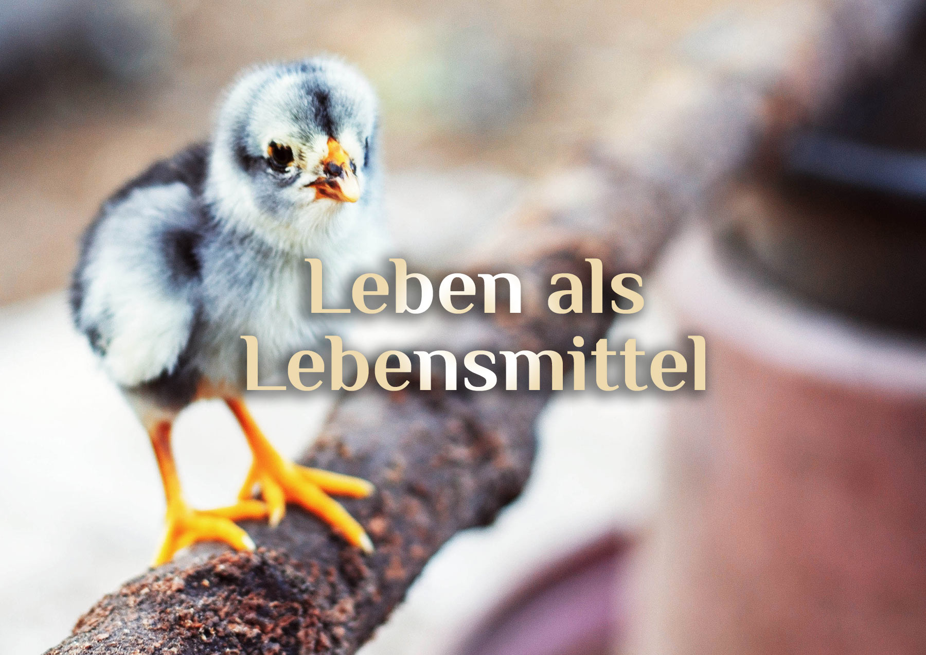 Ein Leben als Lebensmittel 🐣 Kurzgeschichte eines Kükens