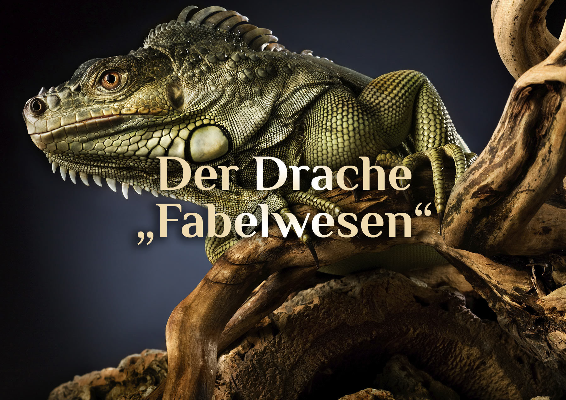 Fabelwesen Drache 🐉 Drachen Arten 🐉 Der Drache