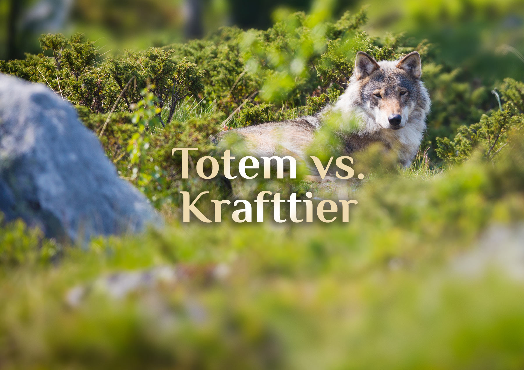 Das Totem🐾 das Krafttier 🐾 der elementare Unterschied 