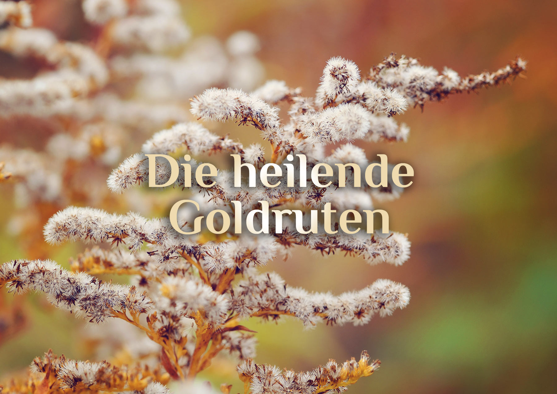 Heilende Goldrute 👱🏻‍♀️ Goldrute Haartonikum 👱🏻‍♀️ Rezept Goldruten-Tonikum