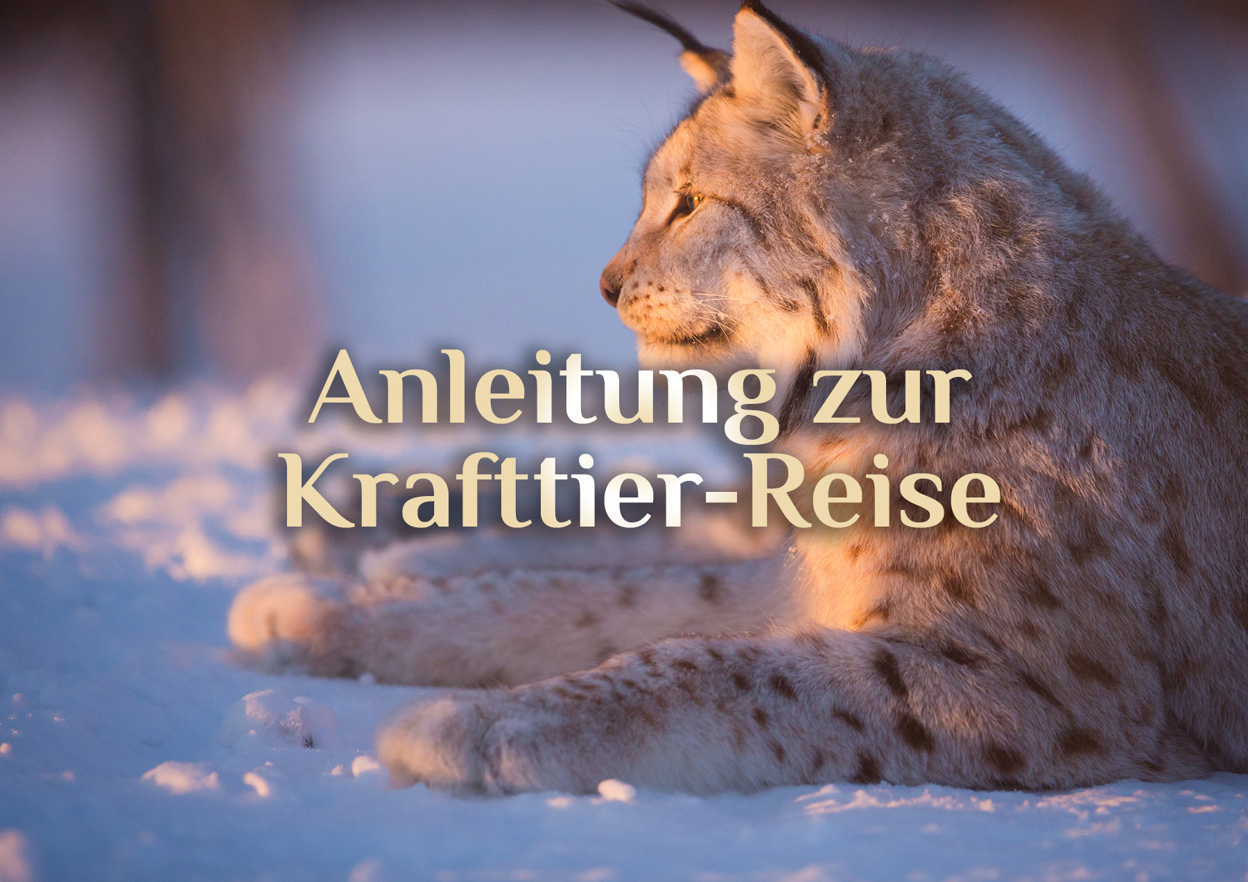 Elementare Krafttierreise 🐾 Finde Dein Krafttier