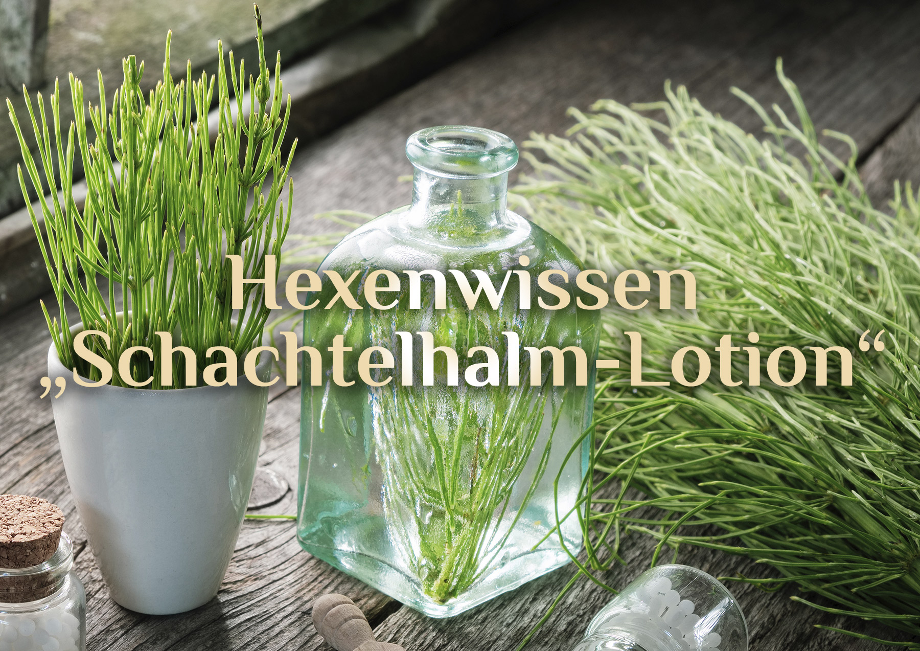 Schachtelhalm Haut-Lotion 🌿 Rezept Schachtelhalmlotion 🌿 Hexenwissen Schachtelhalm