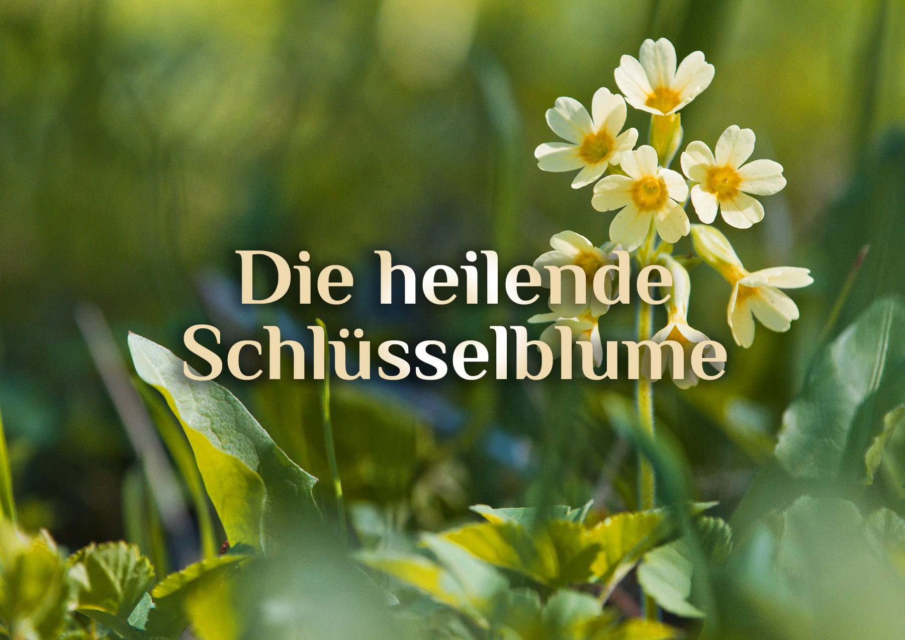 Heilende Schlüsselblumen 🏵️ Schlüsselblumen Grippe Rezept 🏵️ Schlüsselblume Grundwissen