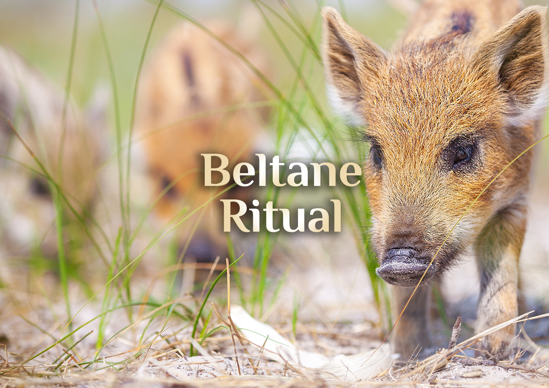 Beltane Ritual 🌞 Ritual zu Beltane 🌞 Beltaine  01. Mai