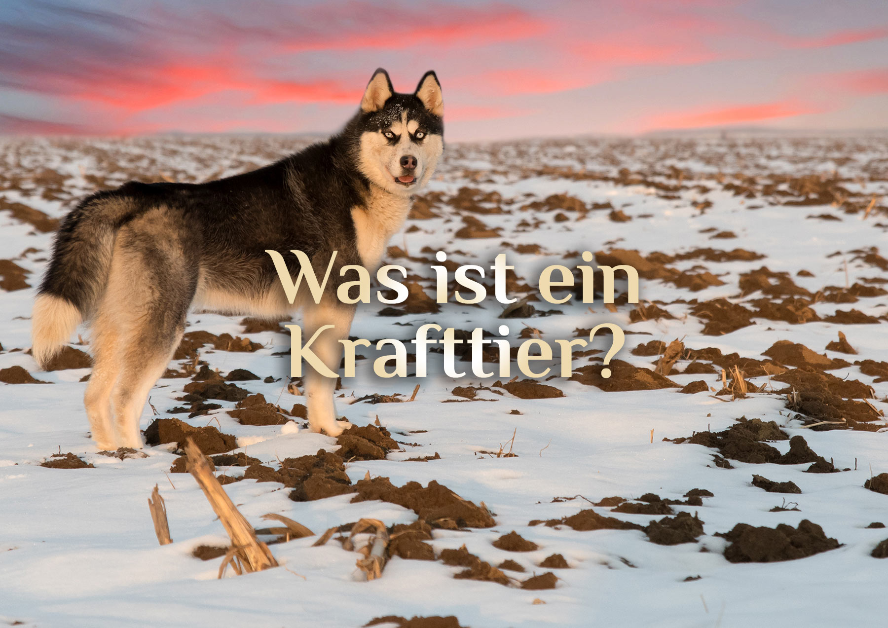 Dein Krafttier 🐕 Dein spiritueller Begleiter