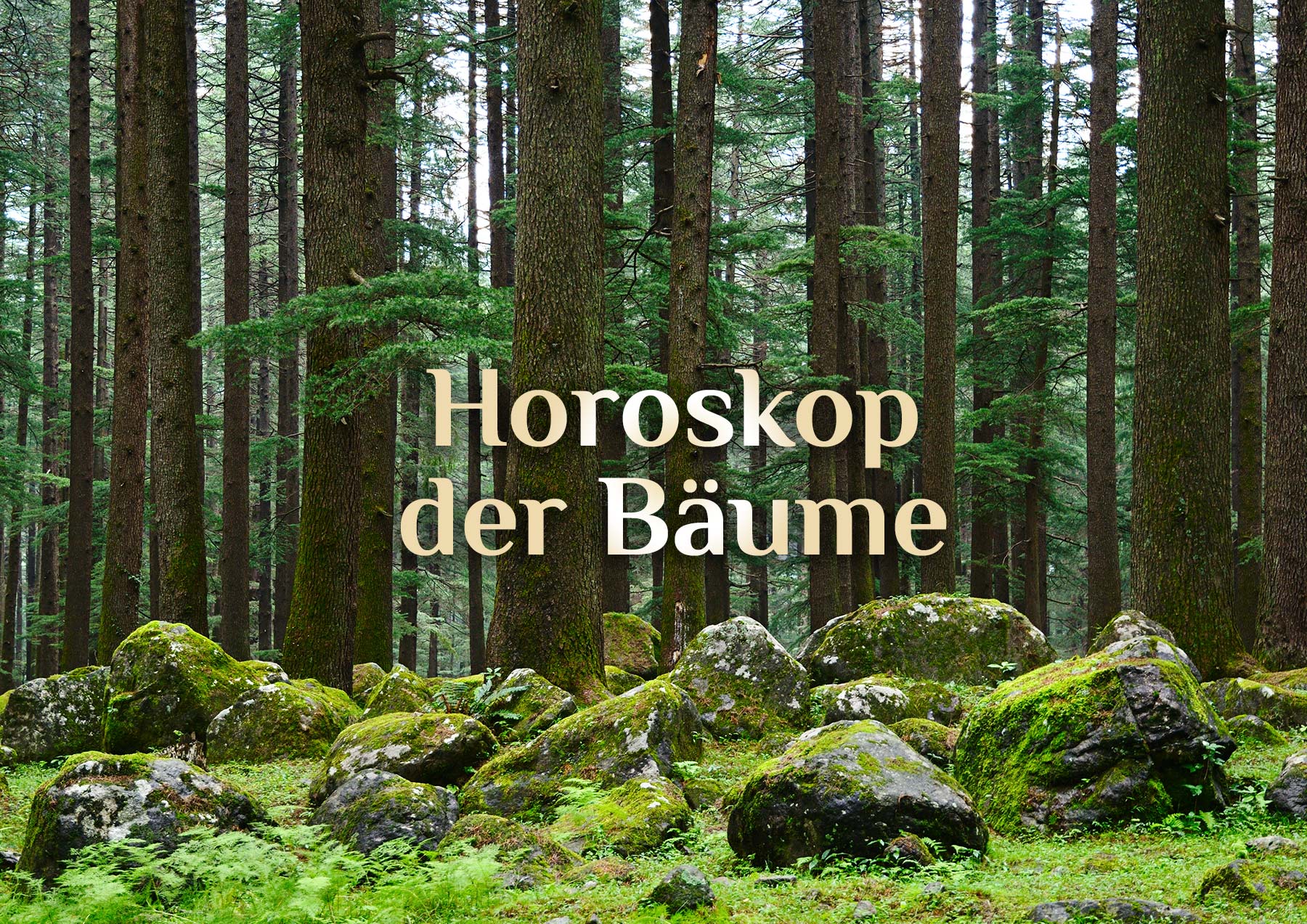 Dein Baumhoroskop | 🌳 Horoskop der Bäume 🌲| Keltisches Baum-Horoskop