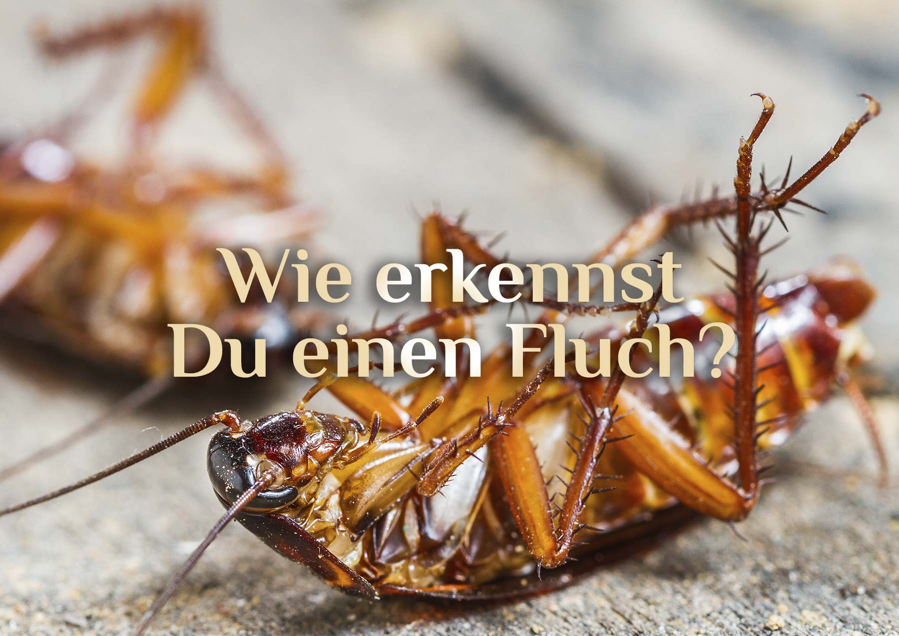 Fluch erkennen 🧿 Bist Du verflucht? 🧿 Wie erkennst Du Flüche?