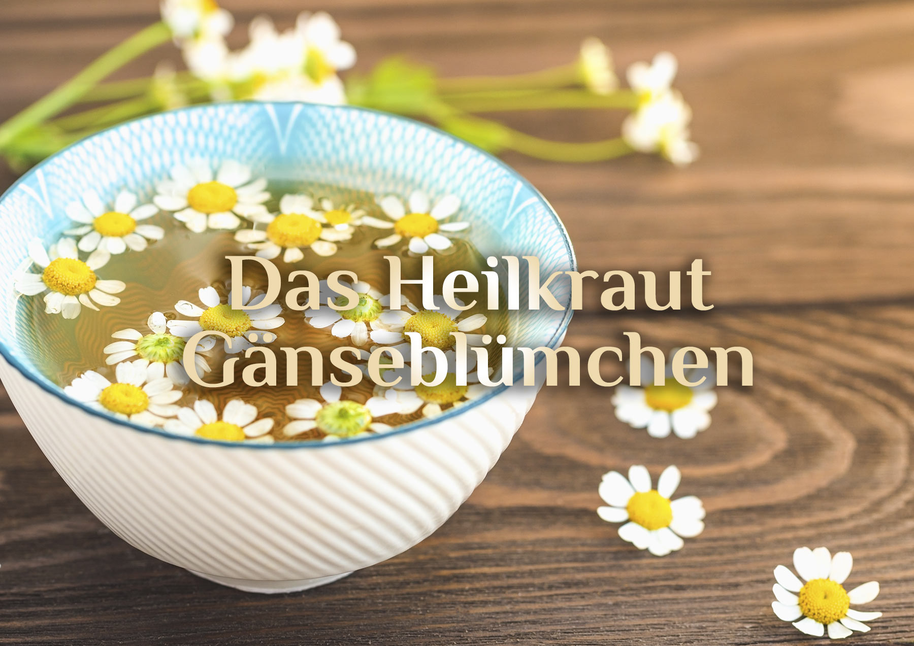 Heilkraut Gänseblümchen 🌼 Gänseblümchen Hautöl 🌼 Gänseblümchen Hausmittel