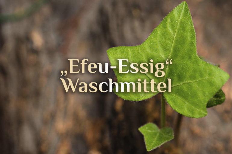 Essig-Efeu-Waschmittel 🍃 Hausmittel für Wäsche 🧼 Waschen mit Efeu-Essig