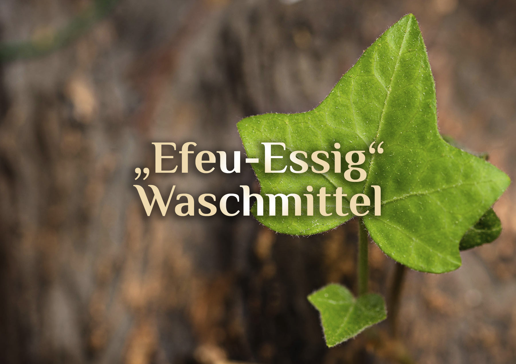 Essig-Efeu-Waschmittel 🍃 Hausmittel für Wäsche 🧼 Waschen mit Efeu-Essig