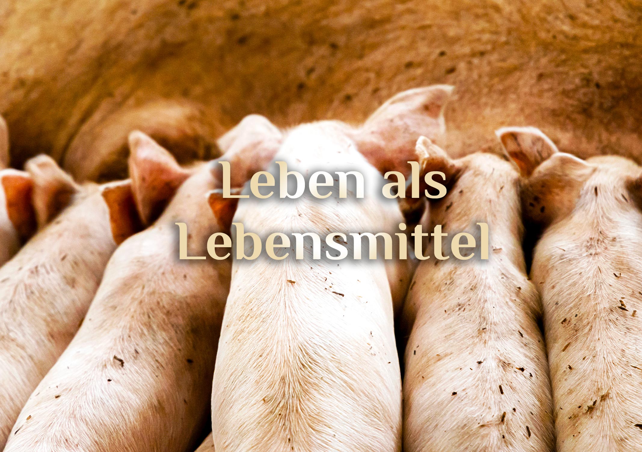 Ein Leben als Lebensmittel 🐷 Kurzgeschichte eines Ferkels