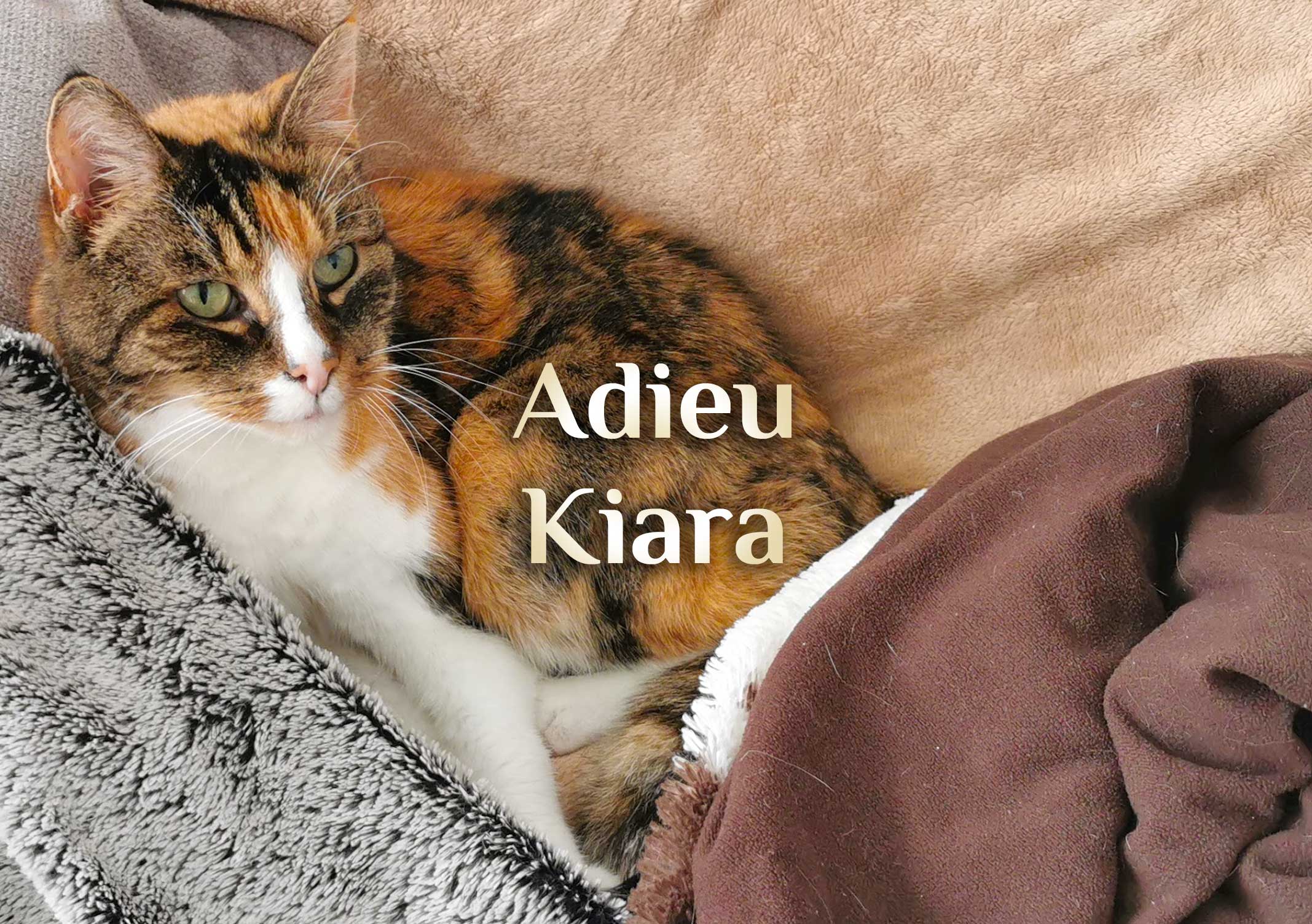 Adieu Kiara 🐈 Ich vermisse Dich unendlich