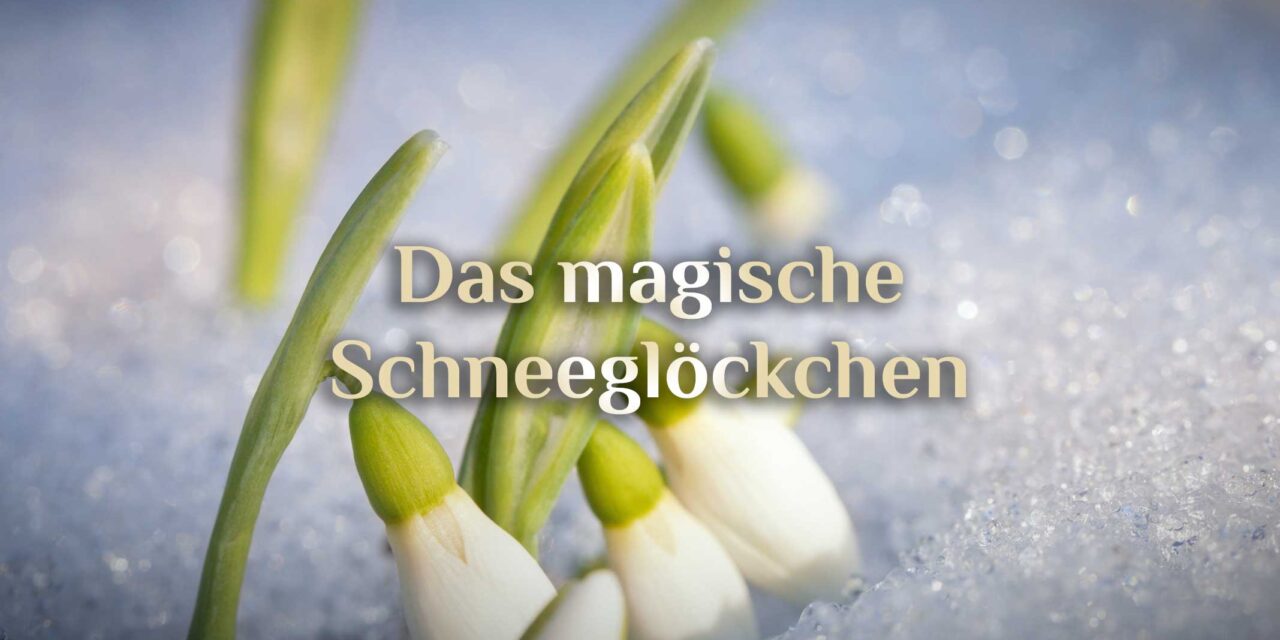 Schneeglöckchen Magie 🌱 galantes Galanthus 🌱 magisches Schneeglöckchen