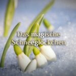 Schneeglöckchen Magie 🌱 galantes Galanthus 🌱 magisches Schneeglöckchen
